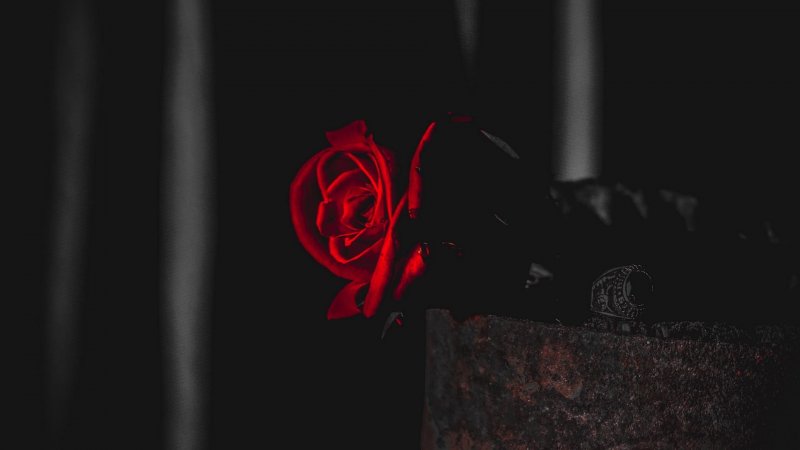 Чёрная роза в темноте