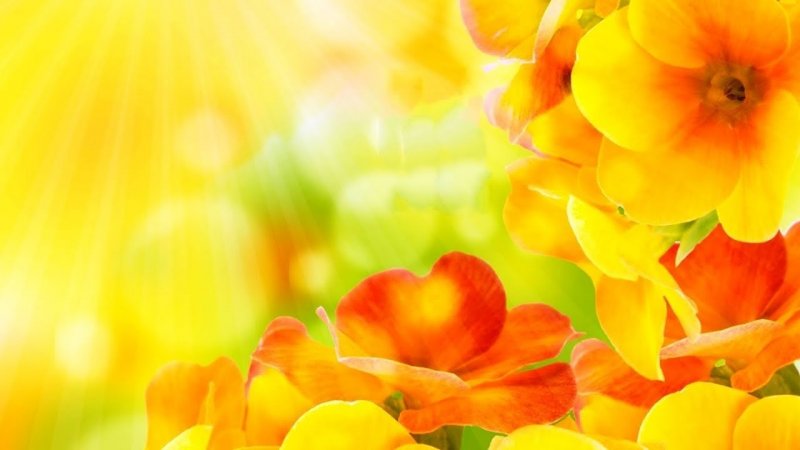 Желтый фон с цветами
