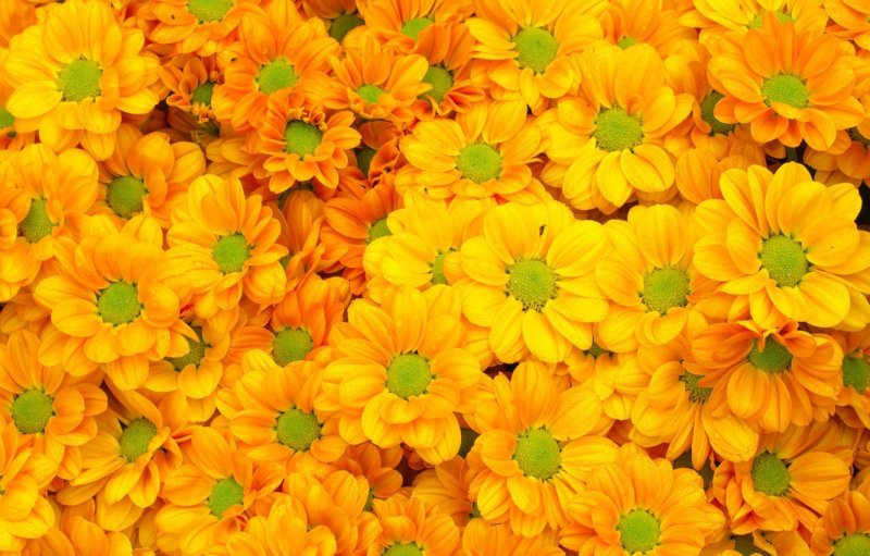 Желтые цветы текстура