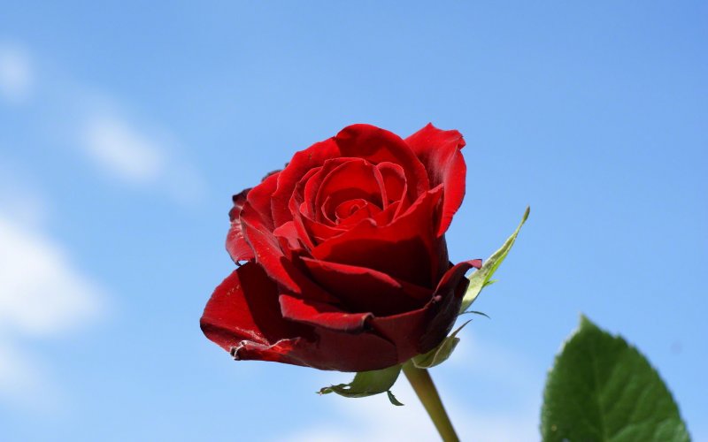 Красные розы на голубом фоне