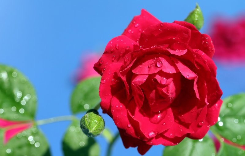 Фон голубой с красными розами (47 фото)