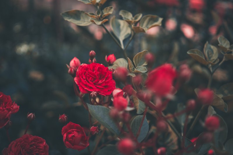 Куст с красными цветками