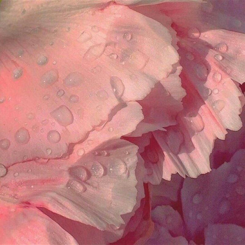 Эстетика розовоготцвета