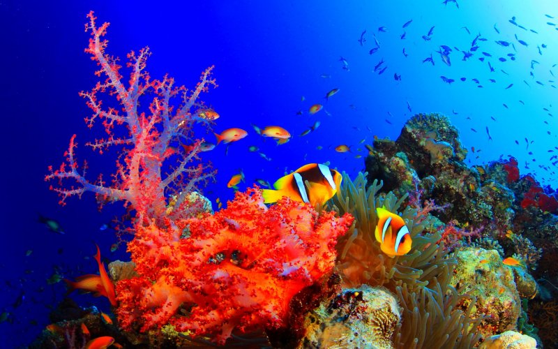 Морской риф кораллы