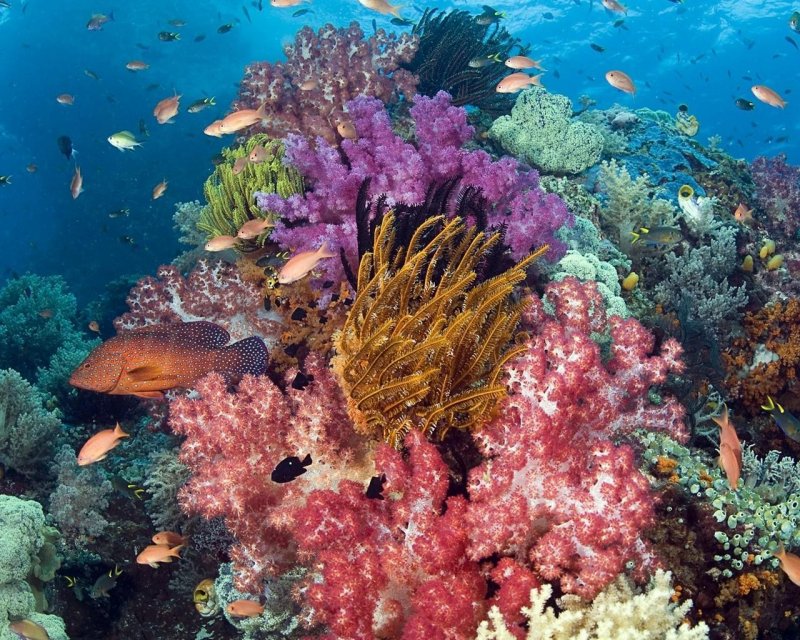 Окаймляющие коралловые рифы
