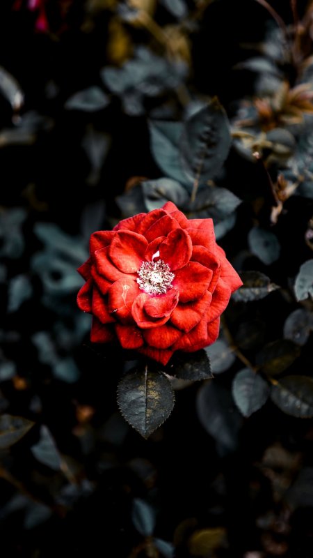 Розы Готика красный куст