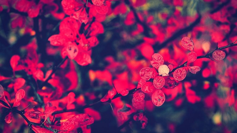Картина красные цветы