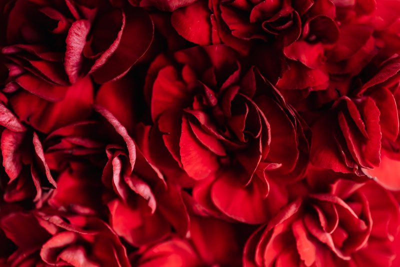Фото ультра HD 8k объемные цветы красные
