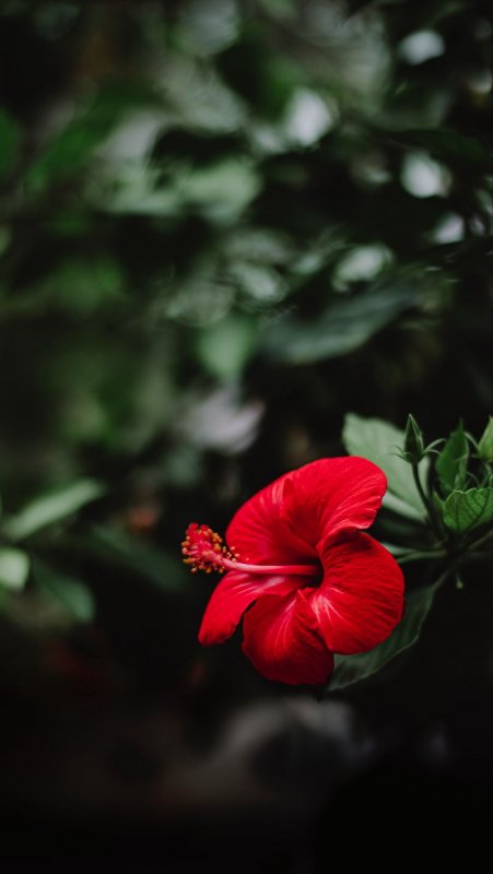 Гибискус цветок фото