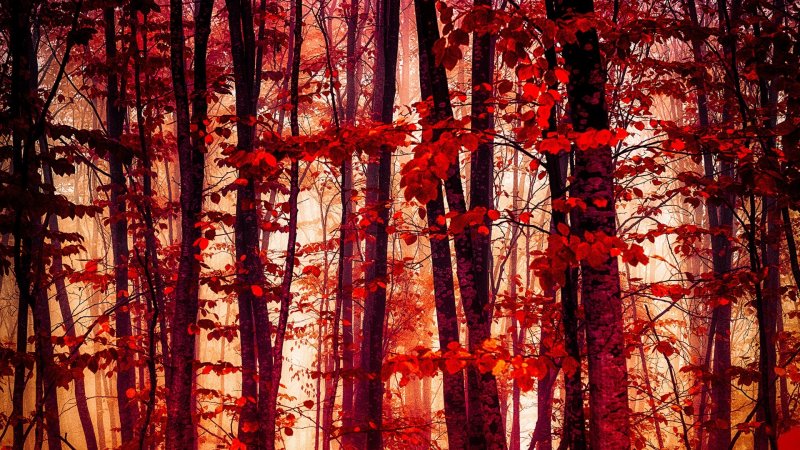 Лес с красными деревьями