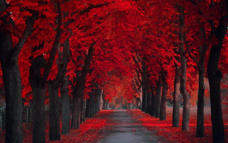 Красный лес