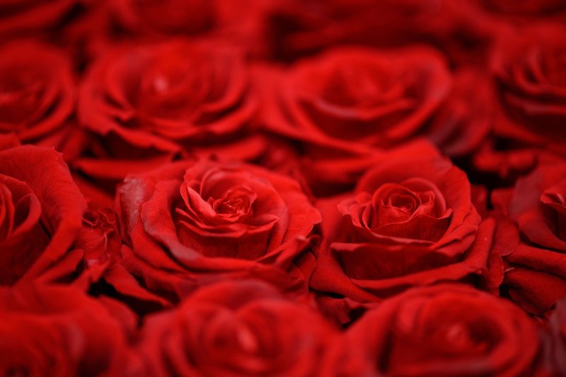 Красные розы букет крупно
