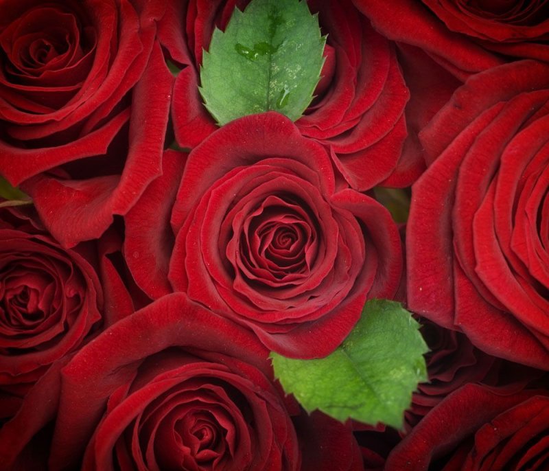 Розы красного цвета