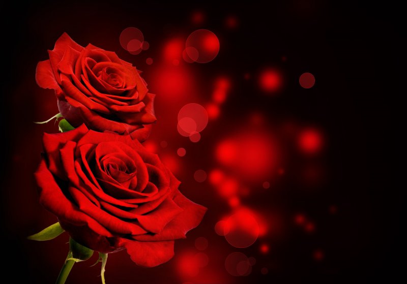 Красные розы на Красном фоне