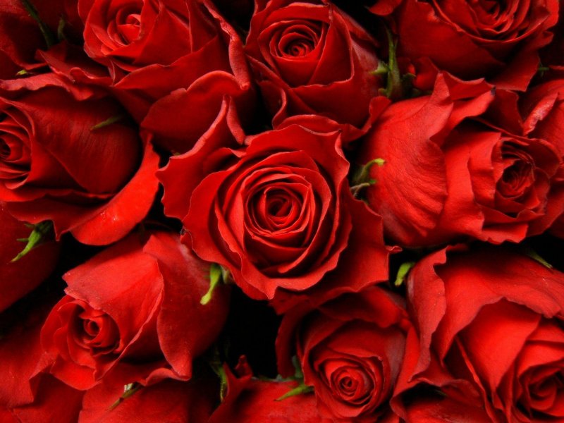Красная красная роза