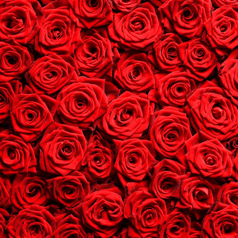 Красные и розовые розы