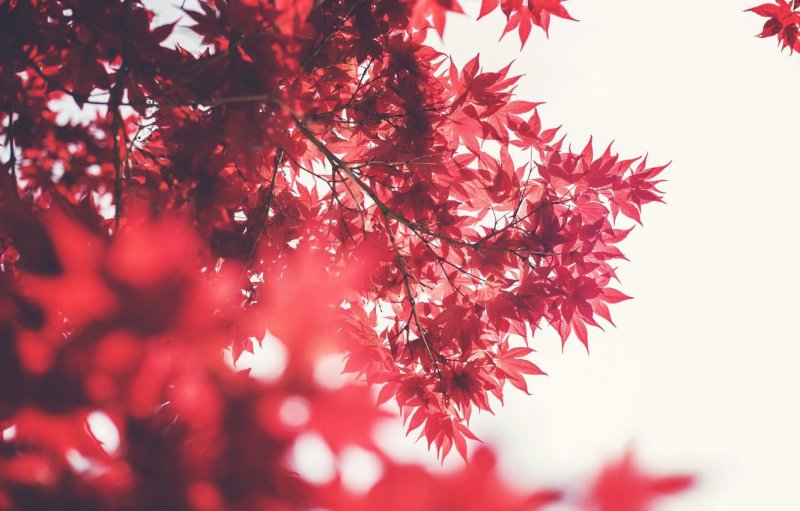 Эстетика красных листьев