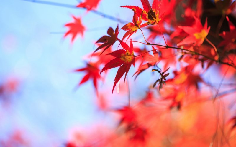 Осенний фон