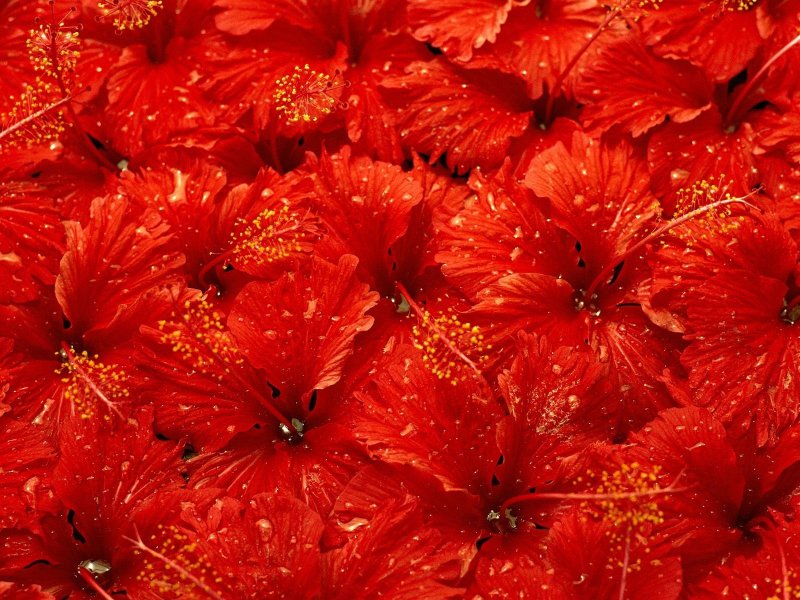 Красные цветы