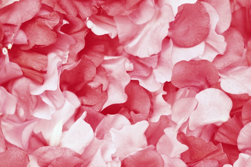 Цветок с розовыми лепестками