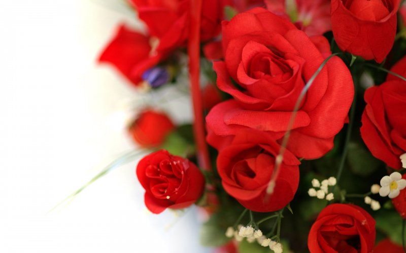 Фон для женщины красные розы на день рождения