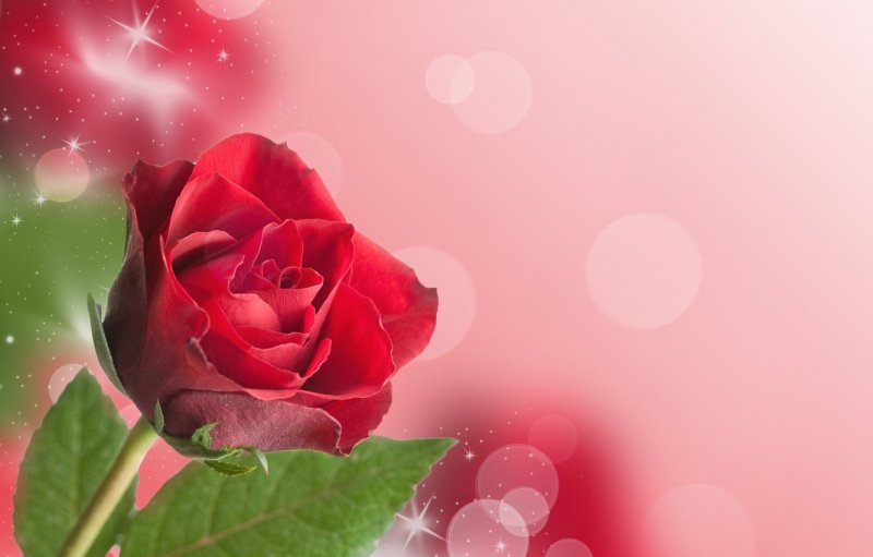 Красные розы на розовом фоне