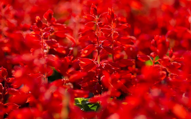 Красный шалфей – Red Salvia