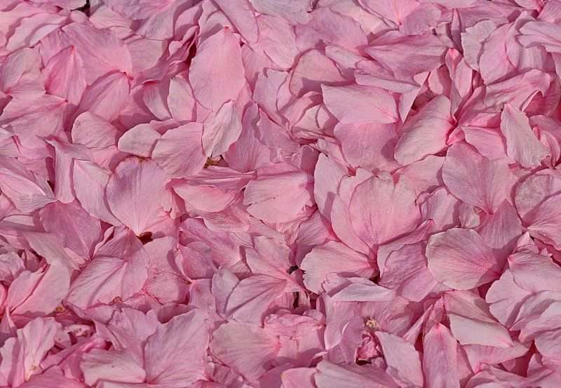 Лепестки розовых цветов
