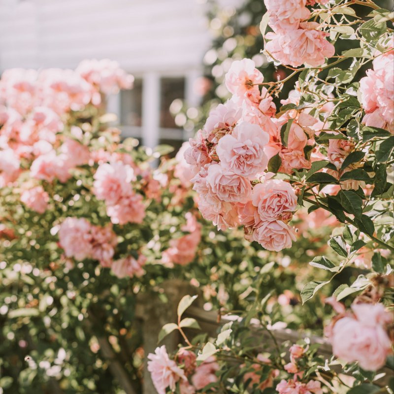 Розовые японские цветы