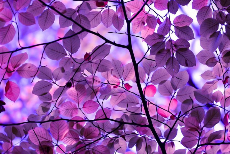 Фиолетовый цвет в природе