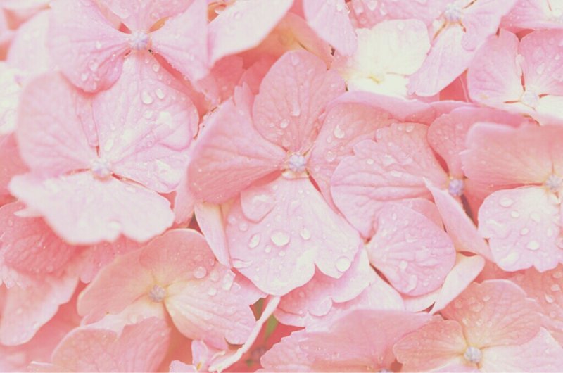 Розовый пастельный фон (78 фото)
