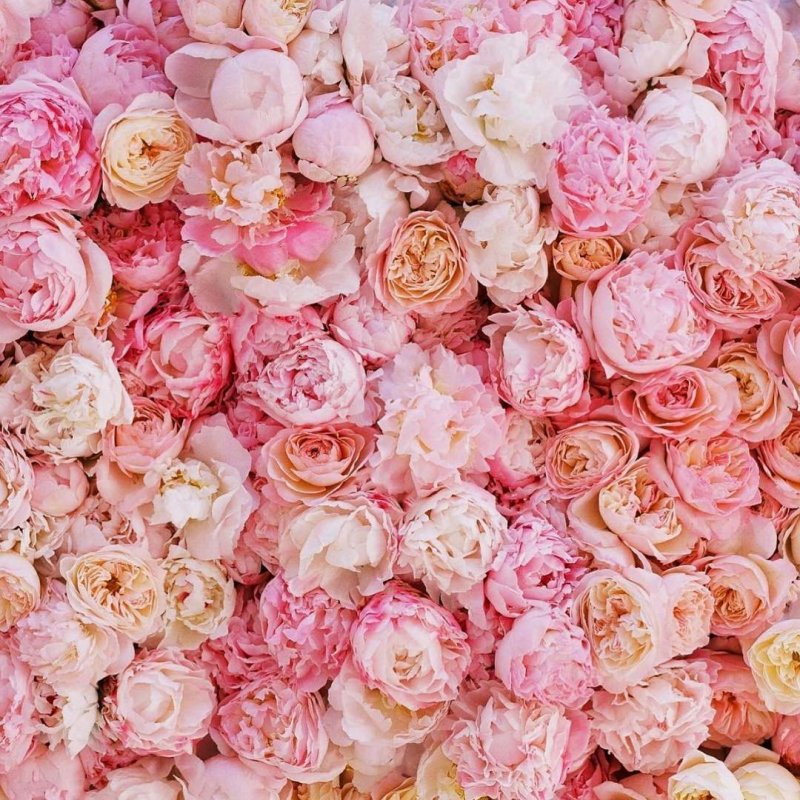 Цветы гортензия розовая