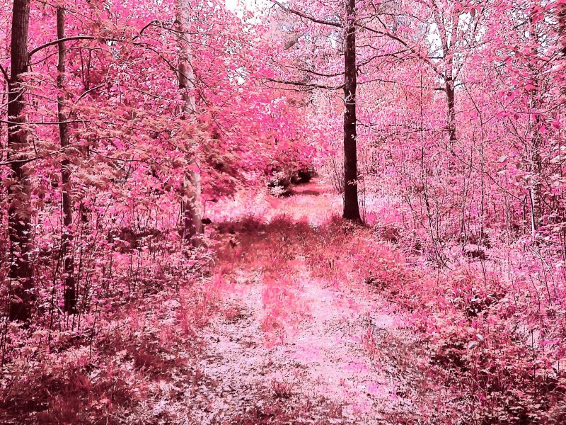 Розовая природа