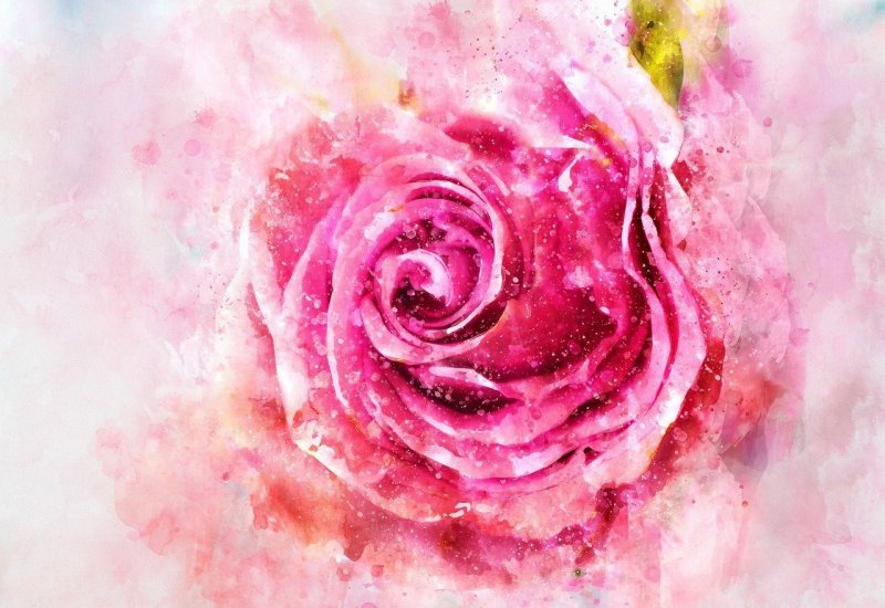 Розовые розы акварель
