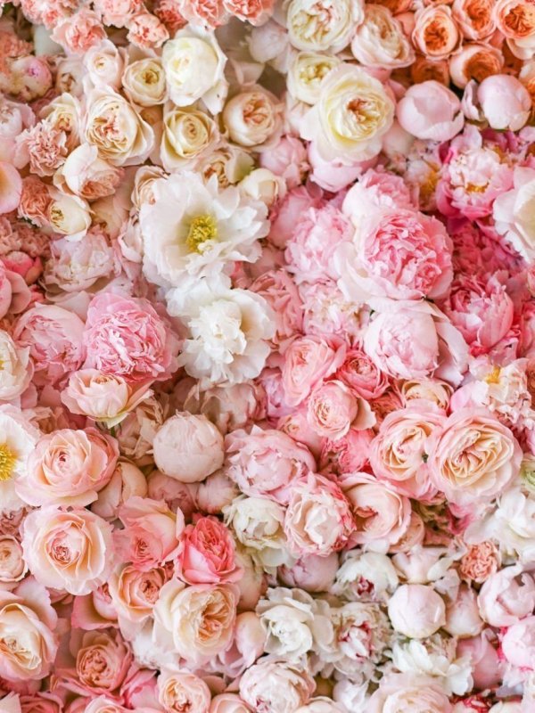 Нежные розовые цветы