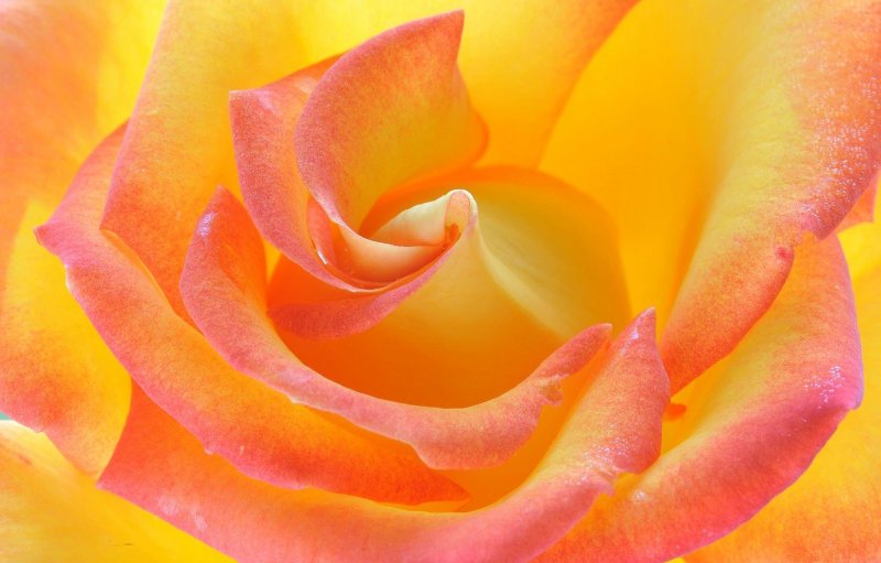 Оранжево розовые цветы