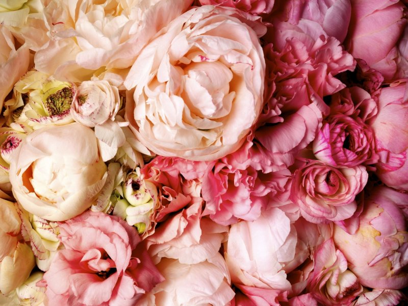 Цветы пионы розовые