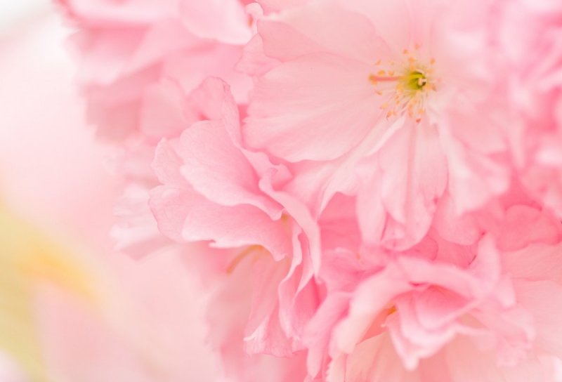 Нежные розовые цветочки