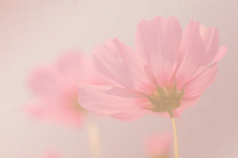 Фон бледно розовые серые цветы
