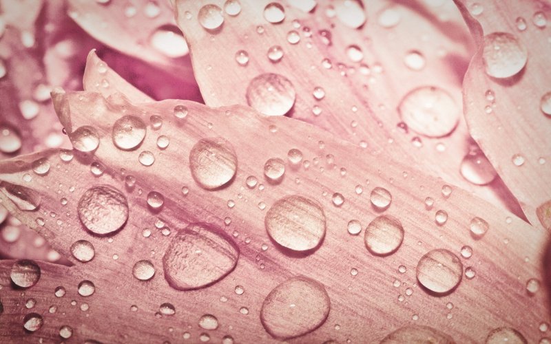 Капли воды на розовом фоне