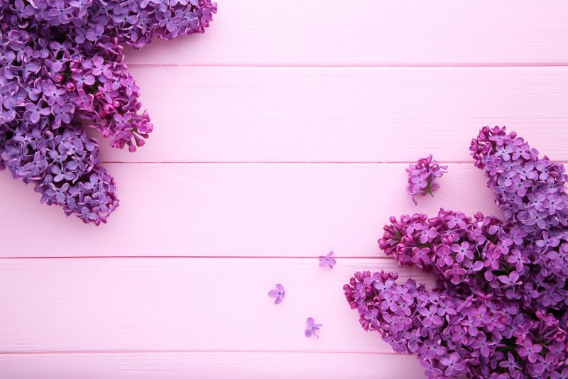 Фиолетовый фон с цветами