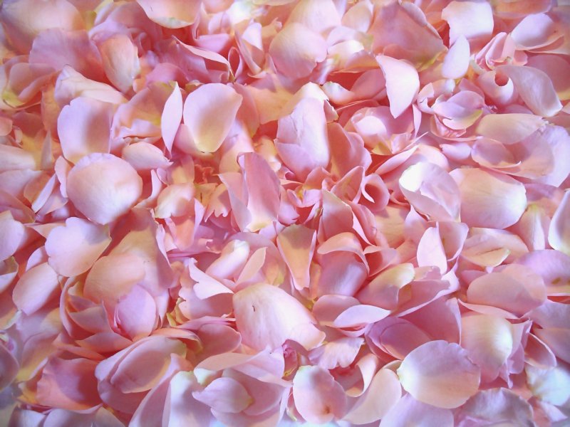 Лепестки роз розовые