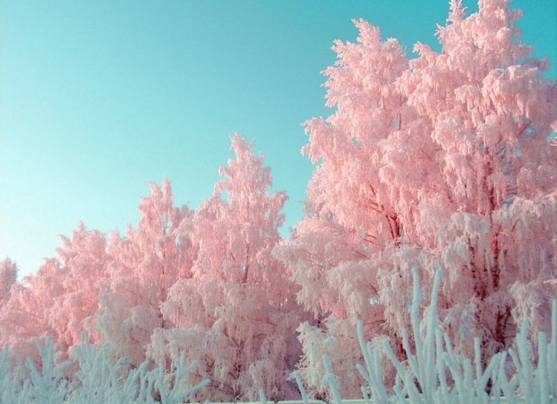 Зима в розовых тонах