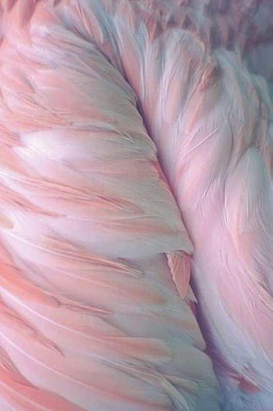 Перья Фламинго
