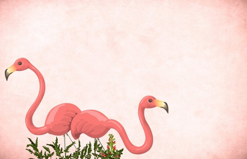 Фон с Фламинго для баннера