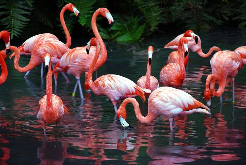 Популяция Фламинго