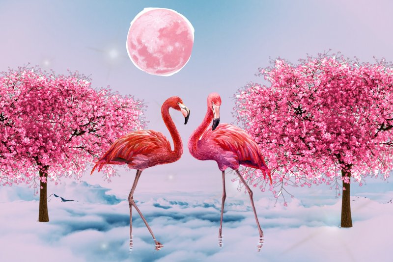 Розовый Фламинго на розовом фоне