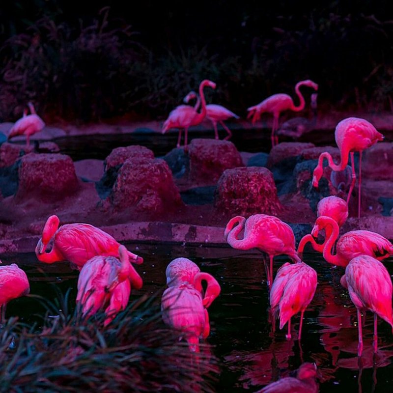Эстетика розового Фламинго