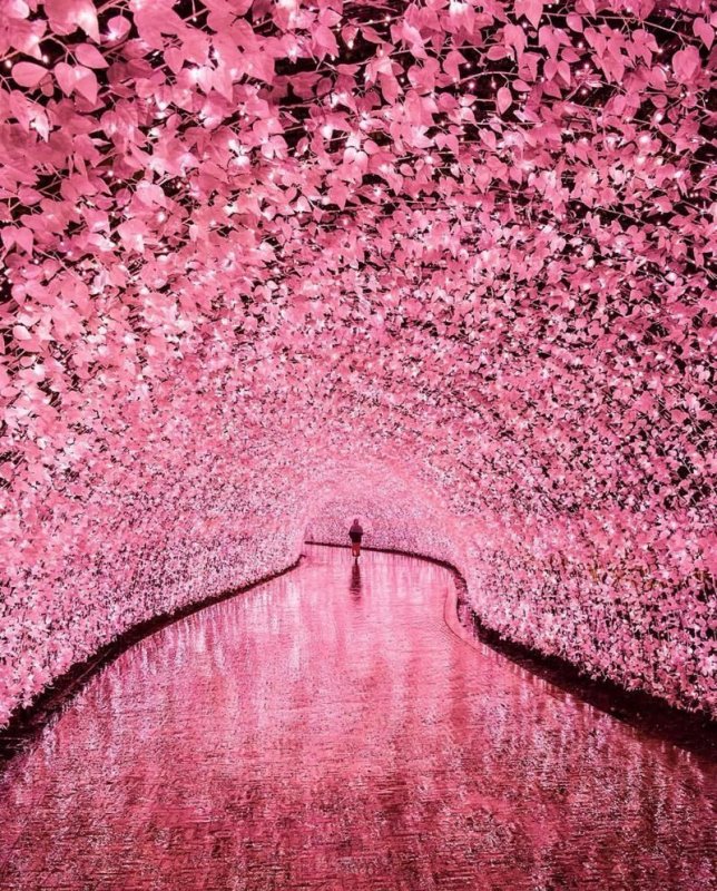 Туннель Сакуры в Японии