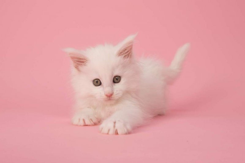Фон маленькие котики розовые на белом
